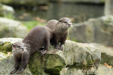 Asyalı küçük pençeli su samuru Amblonyx cinerea, aynı zamanda doğulu küçük pençeli su samuru veya kayanın üzerindeki küçük pençeli su samuru olarak da bilinir. Küçük sevimli kahverengi bir hayvanın detaylı portresi.