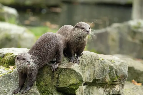 Asyalı küçük pençeli su samuru Amblonyx cinerea, aynı zamanda doğulu küçük pençeli su samuru veya kayanın üzerindeki küçük pençeli su samuru olarak da bilinir. Küçük sevimli kahverengi bir hayvanın detaylı portresi.