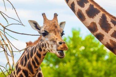 Zürafa Zürafa Camelopardalis ailesi, bir bebekle. Mavi dilini uzatıyor. Detaylı olarak çok yakından. Yaprak ve ince dallar yiyen zürafa.