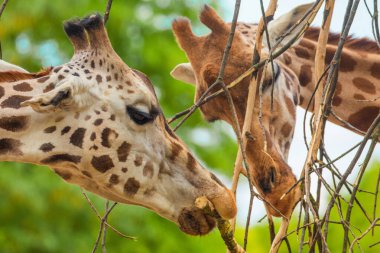 family of Giraffe Giraffa camelopardalis,with a baby. sticking out its blue tongue. Very closeup in detail. Giraffe eating leaves and thin branches clipart