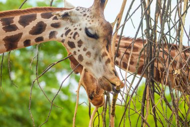 family of Giraffe Giraffa camelopardalis,with a baby. sticking out its blue tongue. Very closeup in detail. Giraffe eating leaves and thin branches clipart