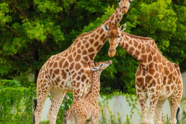 Zürafa Zürafa Camelopardalis ailesi, bir bebekle. Mavi dilini uzatıyor. Detaylı olarak çok yakından. Yaprak ve ince dallar yiyen zürafa.