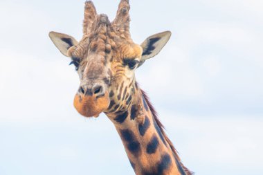 Zürafa Zürafa Camelopardalis ailesi, bir bebekle. Mavi dilini uzatıyor. Detaylı olarak çok yakından. Yaprak ve ince dallar yiyen zürafa.