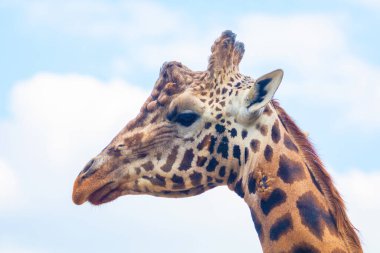 Zürafa Zürafa Camelopardalis ailesi, bir bebekle. Mavi dilini uzatıyor. Detaylı olarak çok yakından. Yaprak ve ince dallar yiyen zürafa.