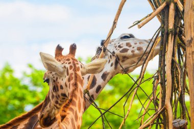 Zürafa Zürafa Camelopardalis ailesi, bir bebekle. Mavi dilini uzatıyor. Detaylı olarak çok yakından. Yaprak ve ince dallar yiyen zürafa.