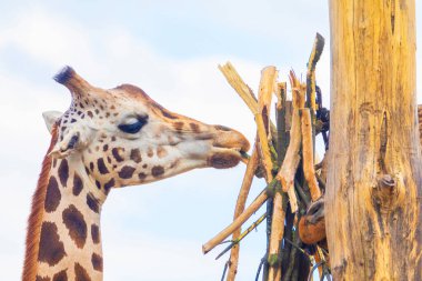 family of Giraffe Giraffa camelopardalis,with a baby. sticking out its blue tongue. Very closeup in detail. Giraffe eating leaves and thin branches clipart