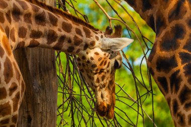 family of Giraffe Giraffa camelopardalis,with a baby. sticking out its blue tongue. Very closeup in detail. Giraffe eating leaves and thin branches clipart