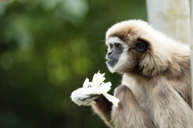 Ilar gibbon Hylobatidae familyasından nesli tükenmekte olan bir primat olan beyaz elli jibon olarak da bilinir. Uzun kolları ve kısa gövdesi olan sevimli pofuduk maymun.