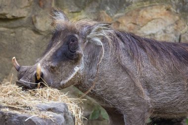 common warthog, standing. wild African boar with a long muzzle and small eyes. clipart