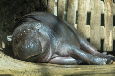 Küçük cüce su aygırı Choeropsis liberiensis. Tahta bir çitin yanında uyuyan sevimli küçük su aygırları.