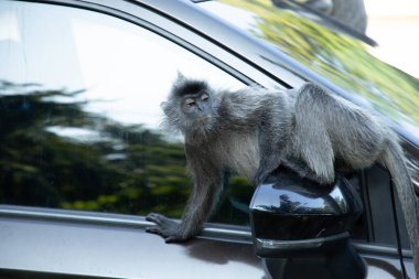 Tufted gri langur Semnopithecus priam, Madras gray ve Coromandel kutsal langur portresi. Gri komik tüylü maymun doğal yaşam alanında özgürce yaşıyor. Parkın yanındaki bir arabaya atlamak.