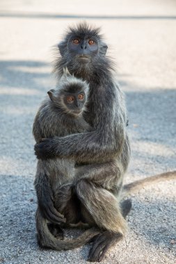 Tufted gri langur Semnopithecus priam, Madras gray ve Coromandel kutsal langur portresi. Gri komik tüylü maymun doğal yaşam alanında özgürce yaşıyor. Anne ve yavrusu.