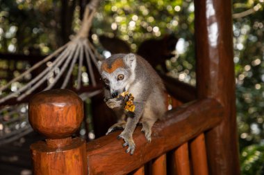 Crowned lemur Eulemur Coronatus, endemic animal from Madagascar. Palmarium park hotel. selective focus cute funny gray animal with red pattern on head. clipart