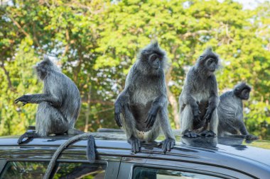 Tufted gri langur Semnopithecus priam 'ın portresi, Madras gri langur ve Coromandel kutsal langur olarak da bilinir. Gri komik tüylü maymun doğal yaşam alanında özgür yaşıyor, Malezya şehir parkında.