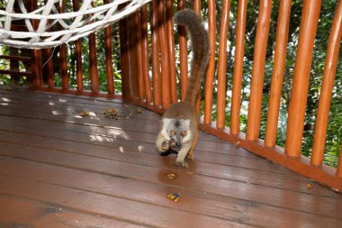 Madagaskar 'dan kırmızı lemur Eulemur Coronatus' a özgü bir hayvan. Palmarium Park Oteli. seçici odak sevimli canlı kırmızı hayvan siyah ve kırmızı desenli kafa ve turuncu gözler