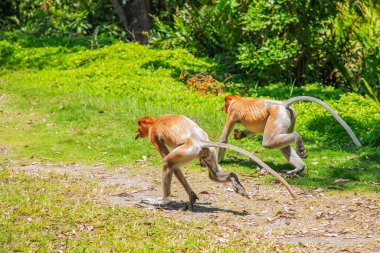 Borneo, Mangrove 'daki Proboscis Monkey Nasalis Larvatus. Vahşi doğada uzun burunlu komik kırmızı maymunlar..