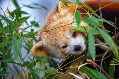 Kırmızı panda Ailurus fulgens, küçük bir memelidir. parlak kırmızı kürklü ve geniş şirin ağızlıklı sevimli, tüylü bir hayvan bir ağaca oturur ve genç bambu filizlerini yer.