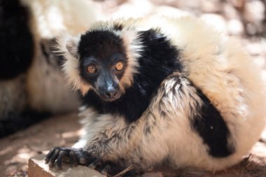 black and white ruffed lemur in its natural habitat,endemic Madagascar. cute fluffy bright primate closeup. Vary varecia variegata clipart