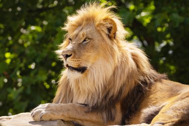 Aslan yüzü görüntüsü. Aslan, kürkünün ve özelliklerinin ince detaylarını gösteren kalın yeleye sahiptir. Yeşil doğal arka planda aslan erkek portresi