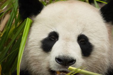 Seçici odak noktasında dev bir panda portresi. Komik siyah beyaz ayı bambu yer. göz teması