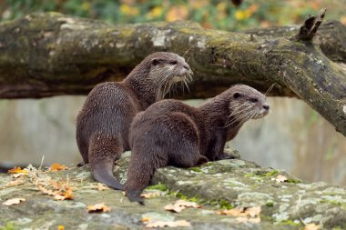 Asyalı küçük pençeli su samuru Amblonyx cinerea, aynı zamanda doğulu küçük pençeli su samuru veya kayanın üzerindeki küçük pençeli su samuru olarak da bilinir. Küçük sevimli kahverengi bir hayvanın detaylı portresi.