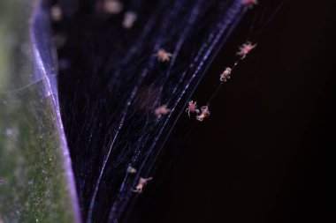 Tetranychus urticae kırmızı örümcek maytı ya da iki benekli örümcek maytı, bitki besleyen mayt türü. Doğal ortamında makro fotoğrafla birçok kez büyütülmüş en küçük bitki.