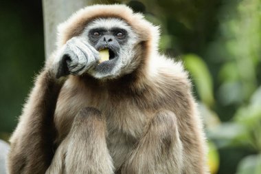 Ilar gibbon Hylobatidae familyasından nesli tükenmekte olan bir primat olan beyaz elli jibon olarak da bilinir. Uzun kolları ve kısa gövdesi olan sevimli pofuduk maymun.