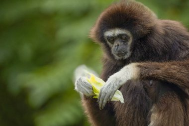 lar gibbon Hylobates lar also known as white-handed gibbon, an endangered primate in gibbon family, Hylobatidae. cute fluffy monkey with long arms and short body clipart