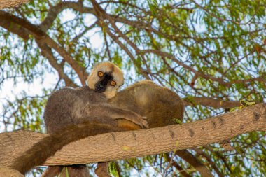 Red-bellied Lemur - Eulemur rubriventer, rain forest Madagascar east coast. Cute primate portrait closeup. Madagascar endemic. Kimony park hotel clipart