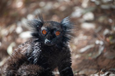 Kara lemur ailesi, Eulemur Macaco, bir ağaç gövdesinin yanında oturuyor. Turuncu gözlü sevimli siyah bir hayvan.