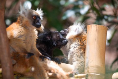 A black and a red lemur are sitting next to each other. Madagascar lemurs in the wild in their natural habitat clipart