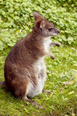 Bennett's wallaby Macropus or Notamacropus rufogriseus, Red-necked wallaby, medium-sized macropod marsupial, common in eastern Australia, Tasmania, New Zealand. Parma kangaroo with cute baby clipart