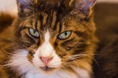 Güzel, uzun saçlı, yerli, gri, beyaz bir Rakun kedisi beyaz mobilyaların yanında beyaz bir battaniyenin üzerinde uzanıyor ve kendini yıkıyor.