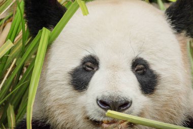 Seçici odak noktasında dev bir panda portresi. Komik siyah beyaz ayı bambu yer. göz teması