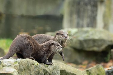 Asyalı küçük pençeli su samuru Amblonyx cinerea, aynı zamanda doğulu küçük pençeli su samuru veya kayanın üzerindeki küçük pençeli su samuru olarak da bilinir. Küçük sevimli kahverengi bir hayvanın detaylı portresi.