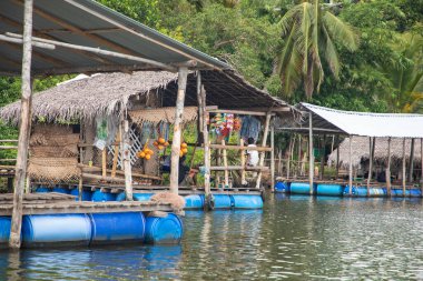 Kalutara, Sri Lanka 07. 02 numara. 2023. Balık spa pedikür ya da ayak için balık terapisi. Garra Rufa tedavisi olarak bilinir. Bazı altın balıklar insanın ayağını tatlı suya akıtıyor.