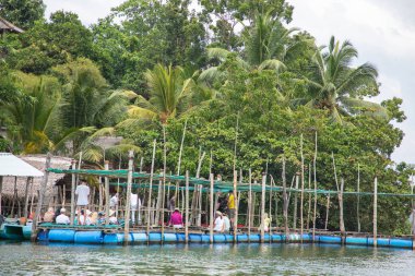 Kalutara, Sri Lanka 07. 02 numara. 2023. Balık spa pedikür ya da ayak için balık terapisi. Garra Rufa tedavisi olarak bilinir. Bazı altın balıklar insanın ayağını tatlı suya akıtıyor.