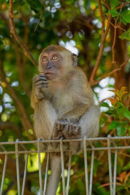 Genç yengeç yengeci makağı seçici bir odak noktasında. Asya 'daki doğal yaşam alanında. göz teması
