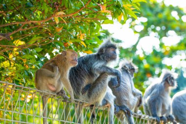 portrait of Tufted gray langur Semnopithecus priam, Madras gray and Coromandel sacred langur. grey funny shaggy monkey living free in natural habitat. Mother and cub clipart