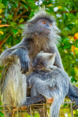 Tufted gri langur Semnopithecus priam, Madras gray ve Coromandel kutsal langur portresi. Gri komik tüylü maymun doğal yaşam alanında özgürce yaşıyor. Anne ve yavrusu.