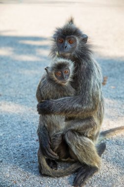 Tufted gri langur Semnopithecus priam, Madras gray ve Coromandel kutsal langur portresi. Gri komik tüylü maymun doğal yaşam alanında özgürce yaşıyor. Anne ve yavrusu.