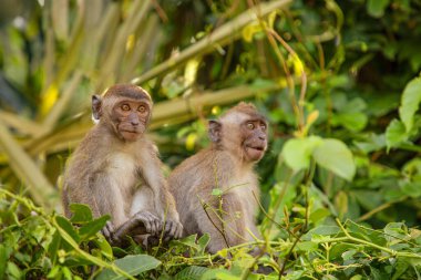 Tufted gri langur Semnopithecus priam 'ın portresi, Madras gri langur ve Coromandel kutsal langur olarak da bilinir. Gri komik tüylü maymun doğal yaşam alanında özgür yaşıyor, Malezya şehir parkında.