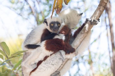 Nesli tükenmekte olan Coquerels Sifaka Lemur Propithecus coquereli. Madagaskar ormanlarında, doğal ortamında büyük şaşkın gözlerle küçük beyaz saçlı primat..