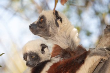 Nesli tükenmekte olan Coquerels Sifaka Lemur Propithecus coquereli. Madagaskar ormanlarında, doğal ortamında büyük şaşkın gözlerle küçük beyaz saçlı primat..