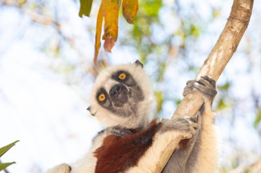 Nesli tükenmekte olan Coquerels Sifaka Lemur Propithecus coquereli. Madagaskar ormanlarında, doğal ortamında büyük şaşkın gözlerle küçük beyaz saçlı primat..
