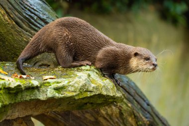 Asyalı küçük pençeli su samuru Amblonyx cinerea, aynı zamanda doğulu küçük pençeli su samuru veya kayanın üzerindeki küçük pençeli su samuru olarak da bilinir. Küçük sevimli kahverengi bir hayvanın detaylı portresi.