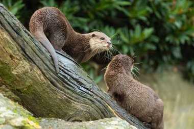 Asyalı küçük pençeli su samuru Amblonyx cinerea, aynı zamanda doğulu küçük pençeli su samuru veya kayanın üzerindeki küçük pençeli su samuru olarak da bilinir. Küçük sevimli kahverengi bir hayvanın detaylı portresi.