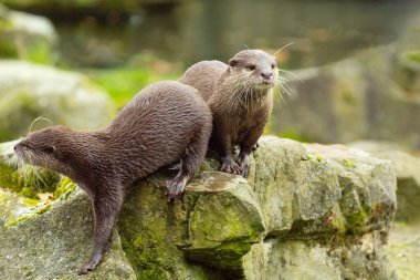 Asyalı küçük pençeli su samuru Amblonyx cinerea, aynı zamanda doğulu küçük pençeli su samuru veya kayanın üzerindeki küçük pençeli su samuru olarak da bilinir. Küçük sevimli kahverengi bir hayvanın detaylı portresi.
