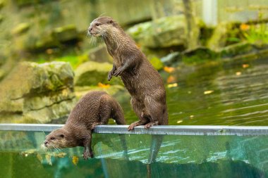 Asyalı küçük pençeli su samuru Amblonyx cinerea, aynı zamanda doğulu küçük pençeli su samuru veya kayanın üzerindeki küçük pençeli su samuru olarak da bilinir. Küçük sevimli kahverengi bir hayvanın detaylı portresi.