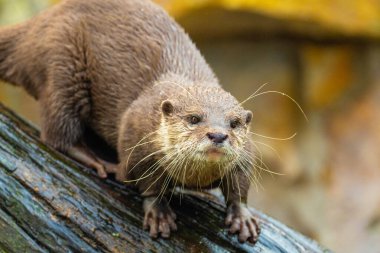 Asyalı küçük pençeli su samuru Amblonyx cinerea, aynı zamanda doğulu küçük pençeli su samuru veya kayanın üzerindeki küçük pençeli su samuru olarak da bilinir. Küçük sevimli kahverengi bir hayvanın detaylı portresi.